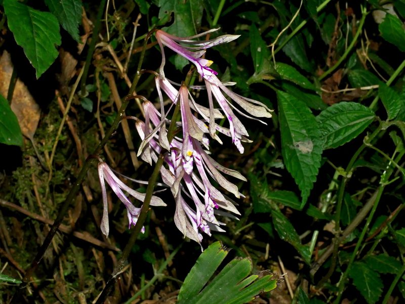 Cremastra appendiculata, photographed by Jacy Chen