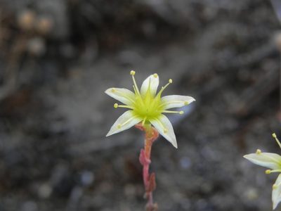 Dudleya variegata, photographed by James C. Davis