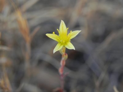 Dudleya variegata, photographed by James C. Davis