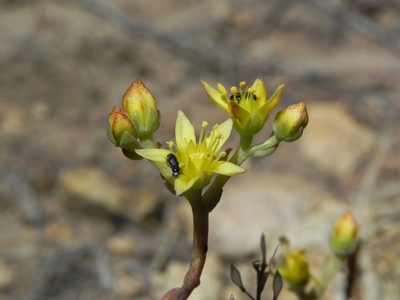 Dudleya variegata, photographed by James C. Davis