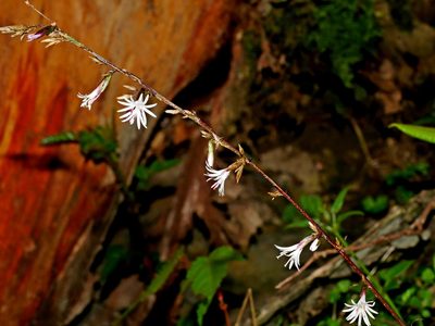 Ainsliaea latifolia, photographed by Jacy Chen