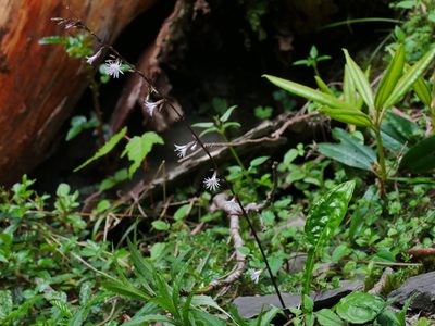 Ainsliaea latifolia, photographed by Jacy Chen