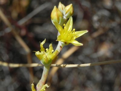 Dudleya variegata, photographed by James C. Davis