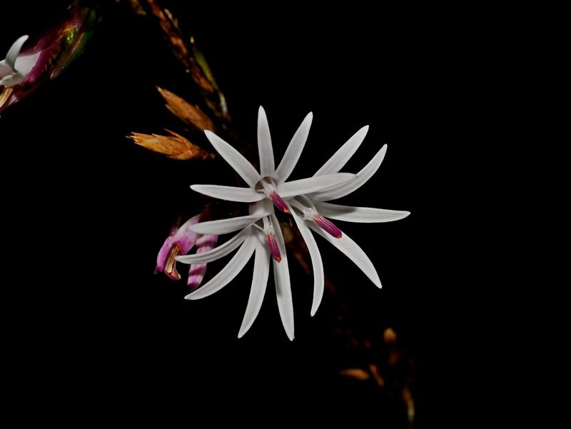 Ainsliaea latifolia, photographed by Jacy Chen