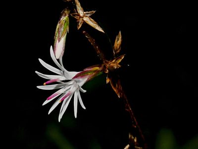 Ainsliaea latifolia, photographed by Jacy Chen