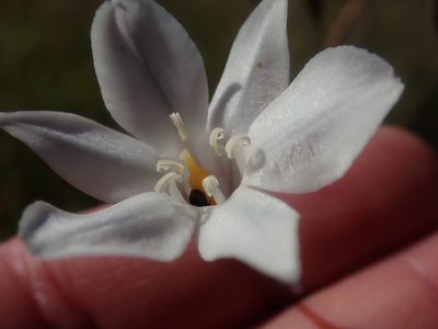 Triteleia peduncularis, photographed by Scott Yarger