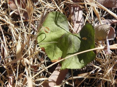 Dichondra occidentalis, photographed by James C. Davis