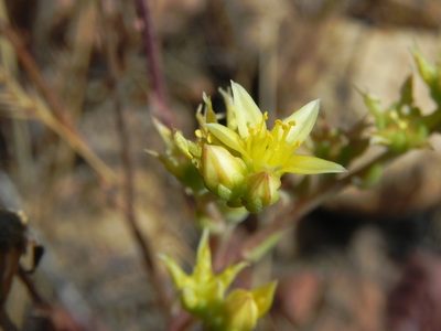 Dudleya variegata, photographed by James C. Davis