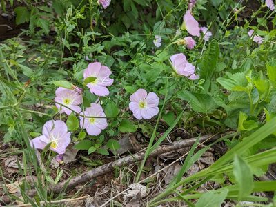 Oenothera speciosa, photographed by Mark G