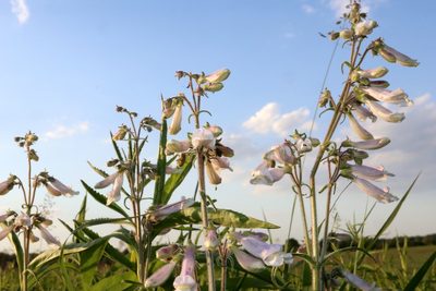 Penstemon hirsutus, photographed by Jeff Clark