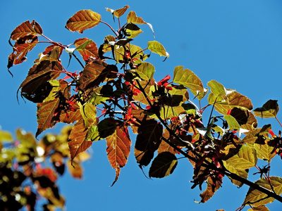 Acer caudatifolium