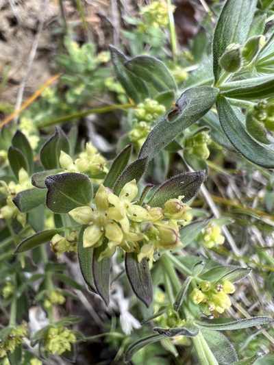 Galium serpenticum, photographed by James H. Thomas