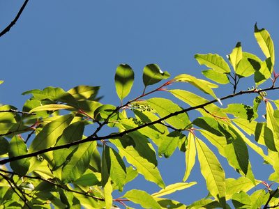Prunus buergeriana, photographed by Jacy Chen