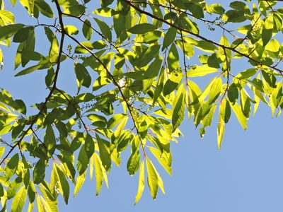 Prunus buergeriana, photographed by Jacy Chen