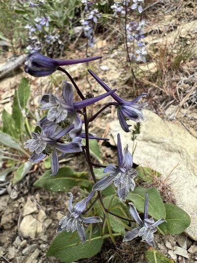 Delphinium lineapetalum, photographed by James H. Thomas