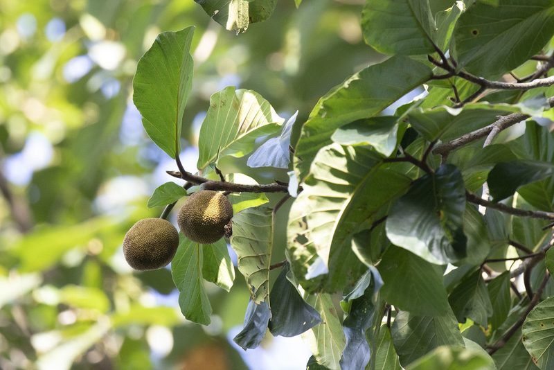 Artocarpus chama, photographed by Kristof Zyskowski