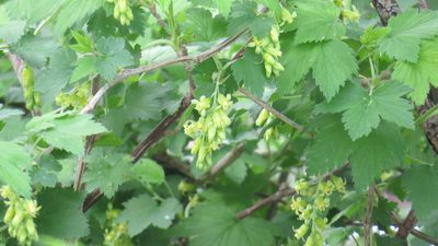 Ribes americanum, photographed by Marilynn Miller