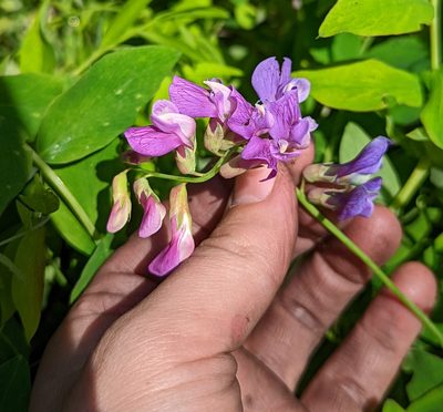 Lathyrus polyphyllus, photographed by Logan J.L. Bradley