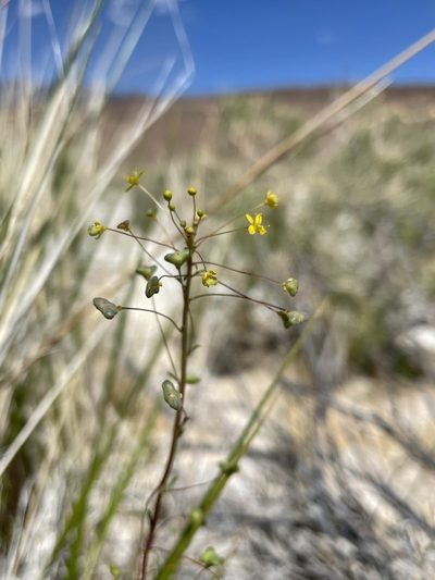 Cleomella parviflora, photographed by Matt Berger