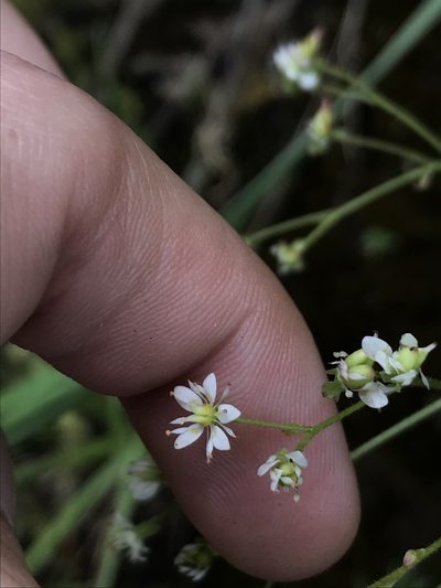 Micranthes marshallii, photographed by Daniel Kennedy