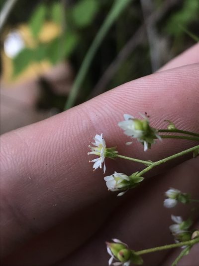 Micranthes marshallii, photographed by Daniel Kennedy