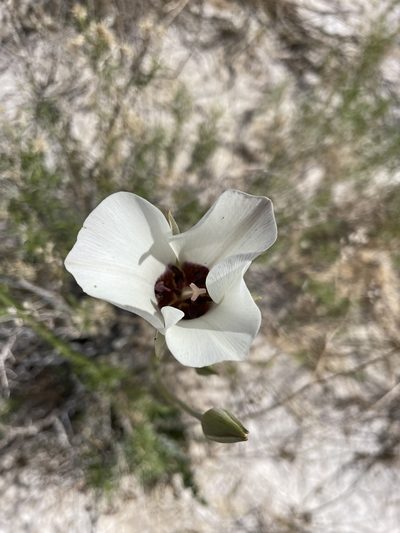 Calochortus excavatus, photographed by Matt Berger