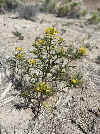 Cleomella plocasperma, photographed by Matt Berger