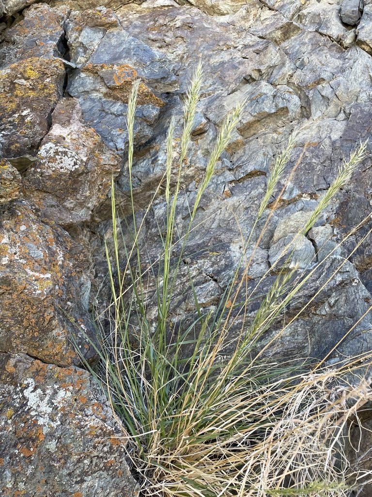 Eriocoma parishii, photographed by Matt Berger
