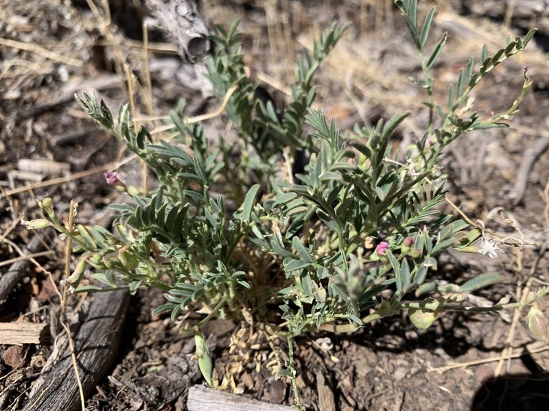Astragalus wootonii, photographed by mark-groeneveld