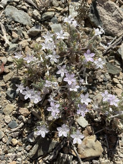 Langloisia setosissima, photographed by Matt Berger