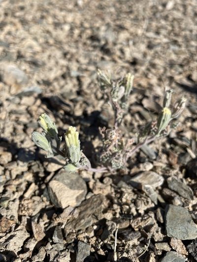 Chaenactis macrantha, photographed by Matt Berger