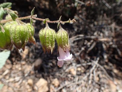 Lepechinia calycina, photographed by George Williams