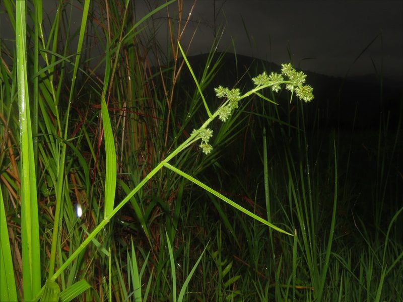 Fuirena umbellata, photographed by chiuluan