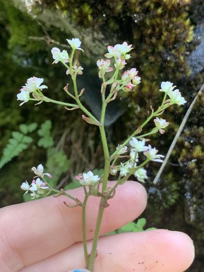 Micranthes marshallii, photographed by Kate Manning