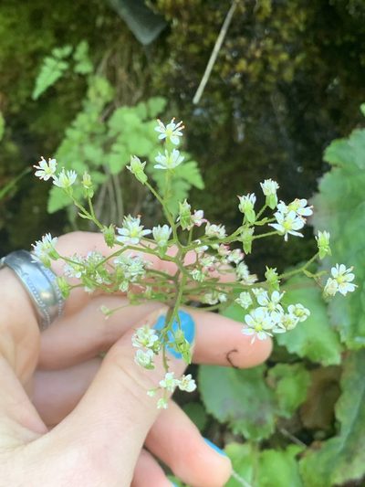Micranthes marshallii, photographed by Kate Manning
