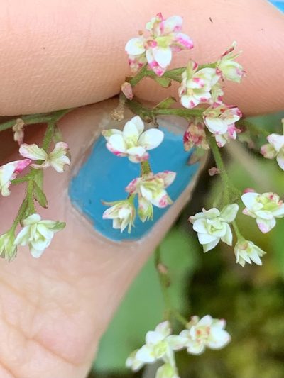 Micranthes marshallii, photographed by Kate Manning