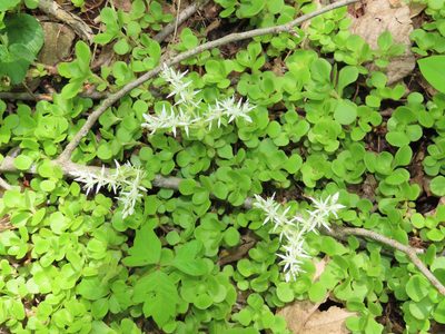 Sedum ternatum, photographed by Alina Martin