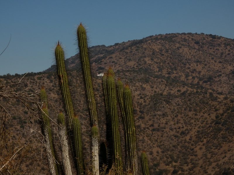 Leucostele chiloensis, photographed by Lincayaren Trujillo Olivares