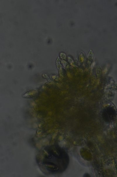Cephaloziella spinigera, photographed by Randal