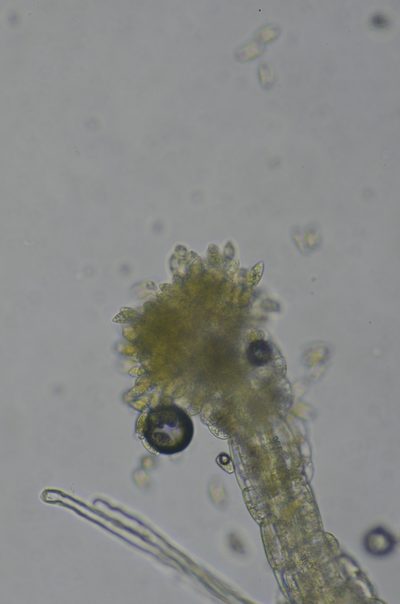 Cephaloziella spinigera, photographed by Randal