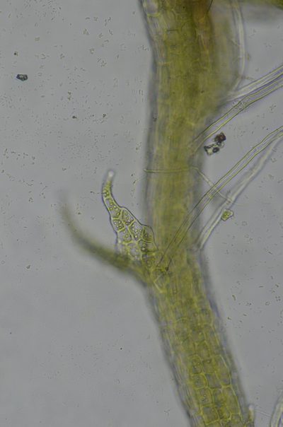 Cephaloziella spinigera, photographed by Randal