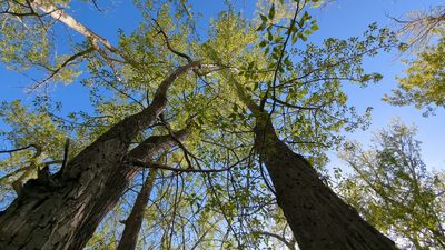 Populus trichocarpa, photographed by Alan Rockefeller
