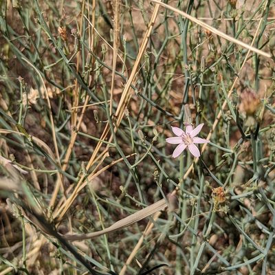 Stephanomeria pauciflora, photographed by Dominic Gentilcore
