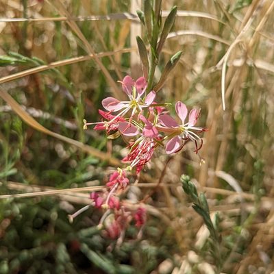 Oenothera suffrutescens, photographed by Dominic Gentilcore