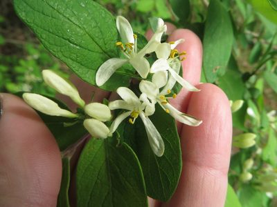 Lonicera morrowii, photographed by Ben Machado