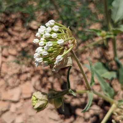 Abronia fragrans