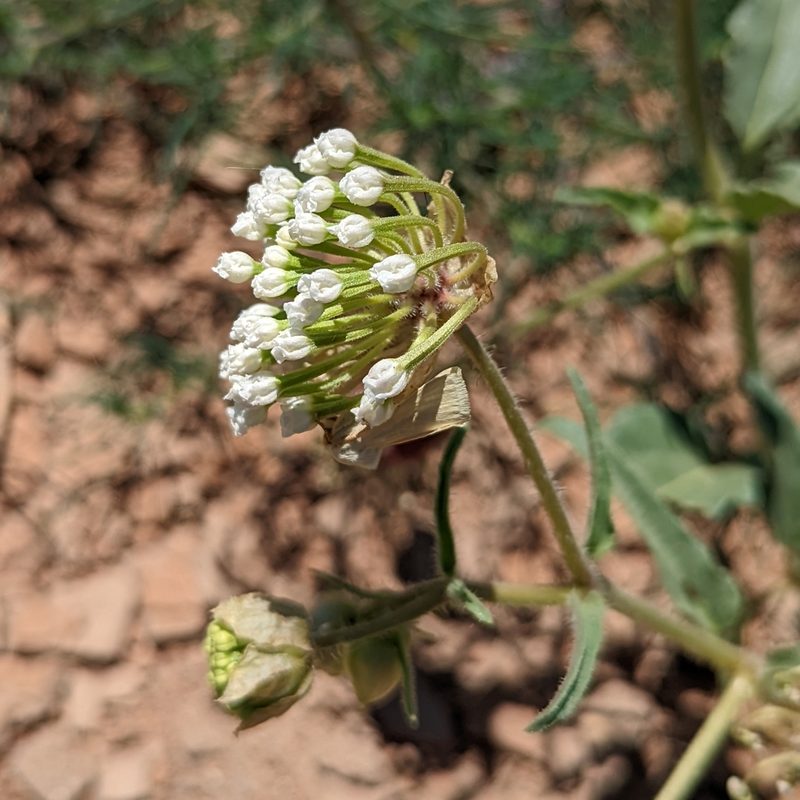 Abronia fragrans, photographed by Dominic Gentilcore