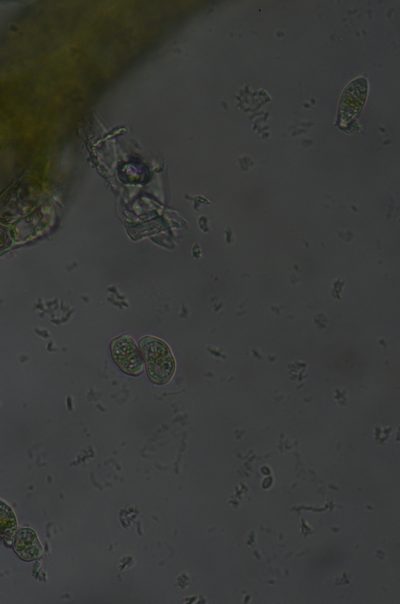 Cephaloziella spinigera, photographed by Randal