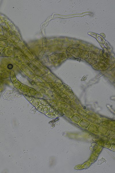 Cephaloziella spinigera, photographed by Randal