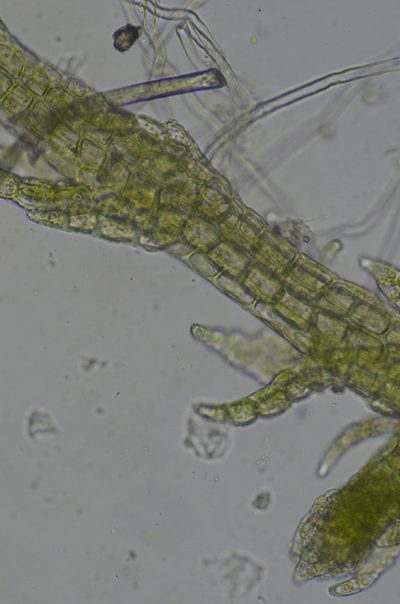 Cephaloziella spinigera, photographed by Randal